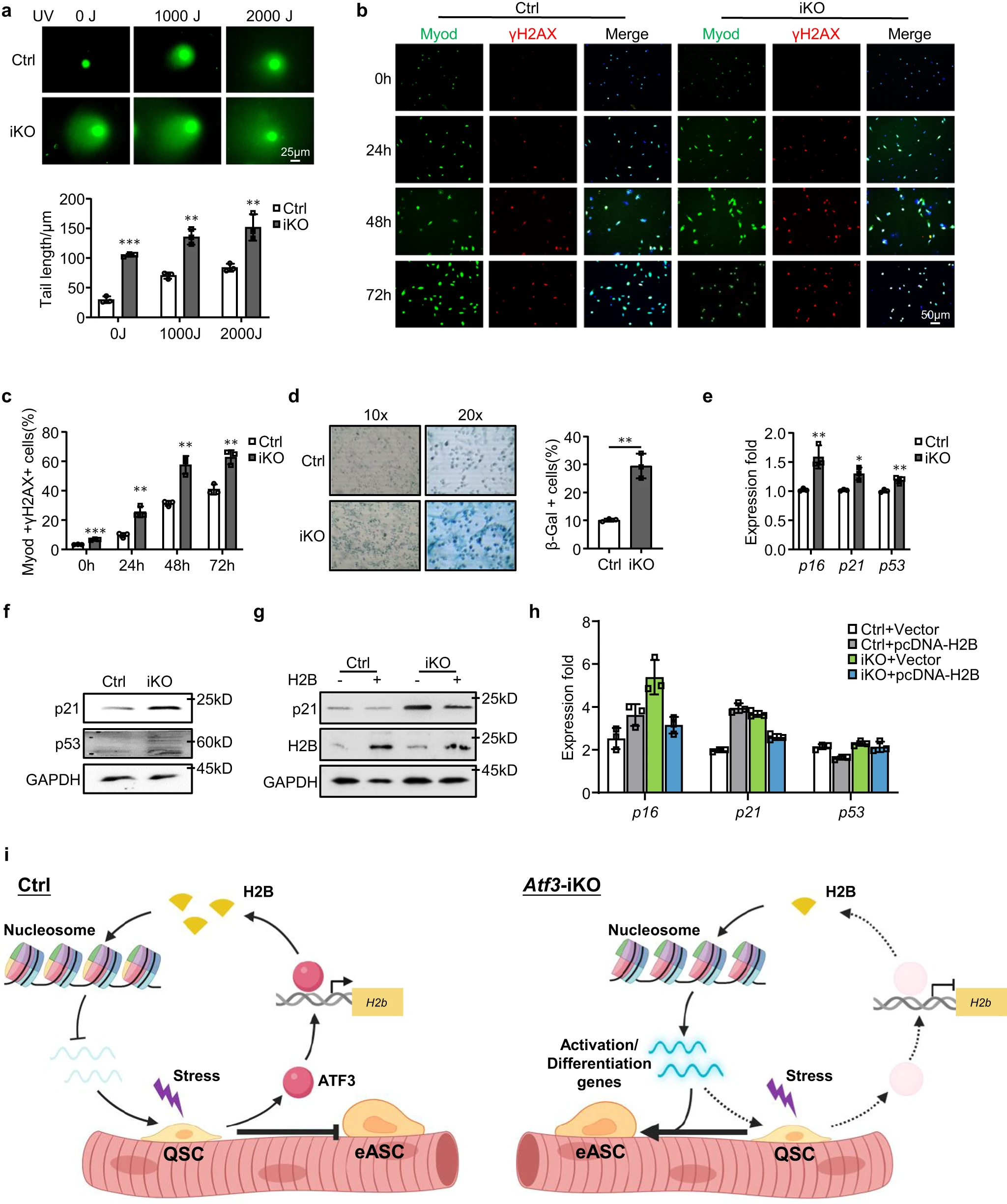 The Huating Wang Lab - Publications